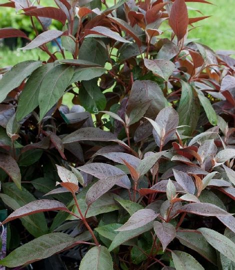 Hydrangea aspera Hot Chocolate